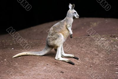 Standing kangaroo Standing kangaroo