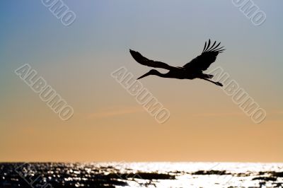 White stork in flight White stork in flight