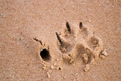 Dog paw print in sand