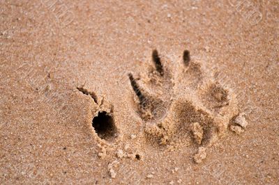 Dog paw print in sand Dog paw print in sand