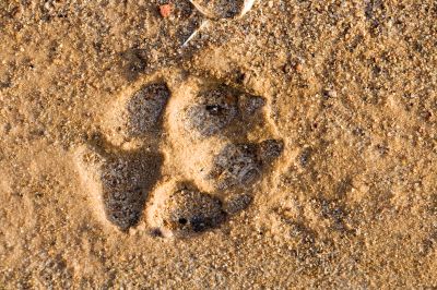Dog paw print in sand Dog paw print in sand