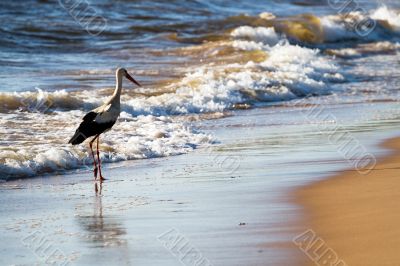 White stork in beach White stork in beach