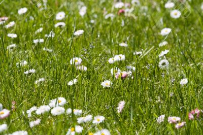 Meadow with daisies Meadow with daisies
