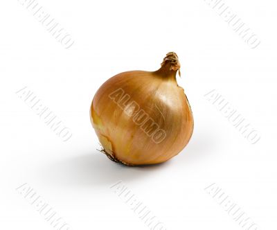 Isolated onion Isolated onion