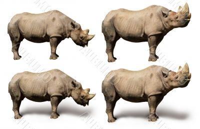 Rhino isolated on white