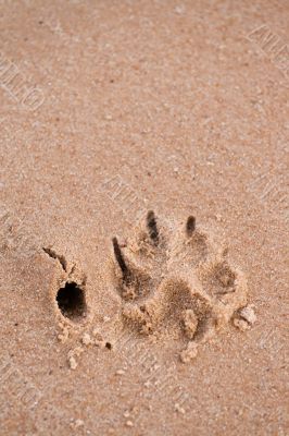 Dog paw print in sand