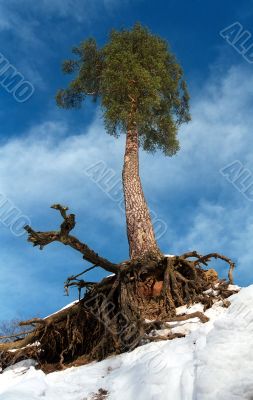 Fantastic pine-tree with a holderbat