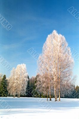 Winter frosting trees