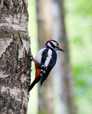 Woodpecker