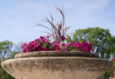 Petunias