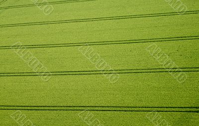 Cornfield, Aerial Photo