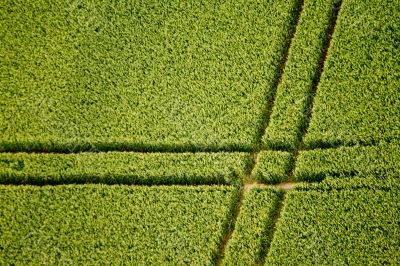 Cornfield, Aerial Photo