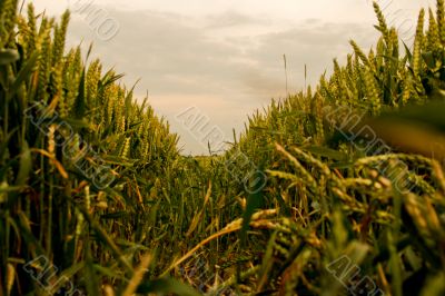 Cornfield