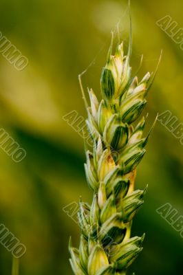 Cornfield