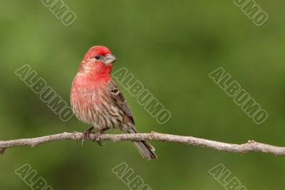 Male House Finch on Branch