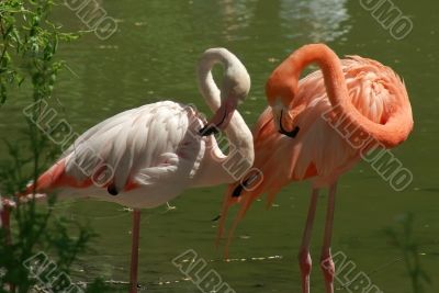 flamingo