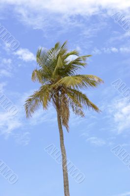 Palm Against Sky