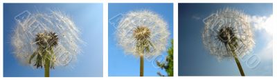 dandelion composition