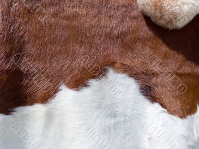 real cow skin texture