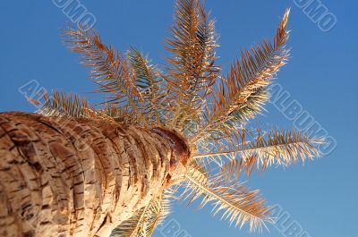 tropical palm on beach on background sky