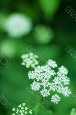 white flowers