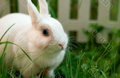 white rabbit
