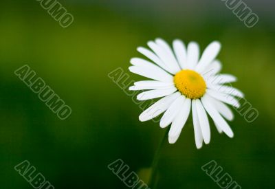 single camomile