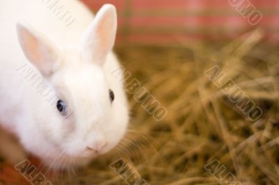 white rebbit