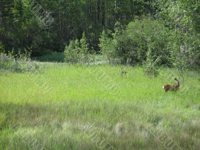 deer in a field