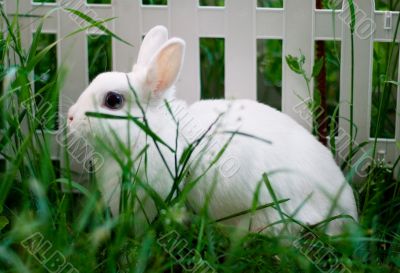 white rabbit