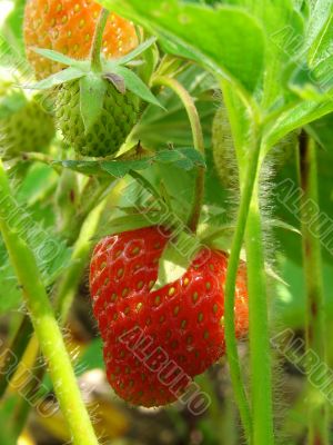 strawberry 1