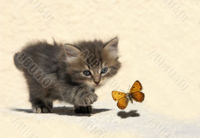 hunting kitten
