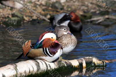 Mandarin Duck