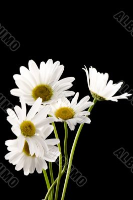 White camomile on black