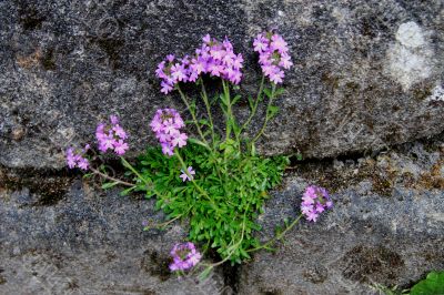 Alpine Plant growing in wall.