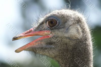 grey ostrich