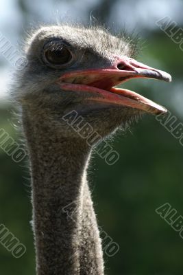 grey ostrich