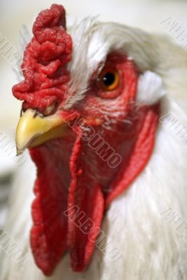 Portrait of white cock