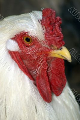 White cock