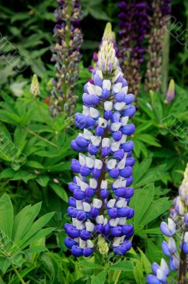 Lupin (Lupinus Blue Galley)