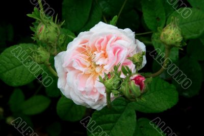 Rose (Rosa Belle isis)