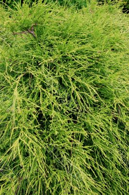Chamaecyparis (Pisifera filifera gracilis)