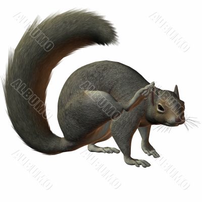 Squirrel