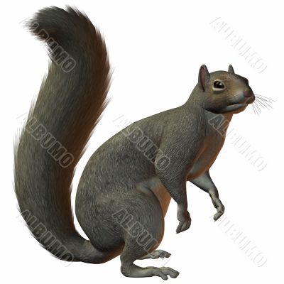 Squirrel