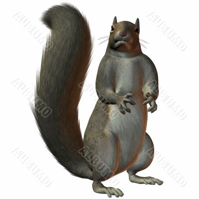 Squirrel