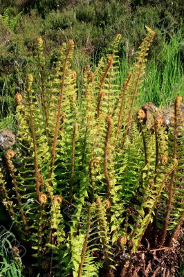 Wild Ferns Wild Ferns