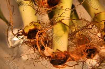 Roots Roots