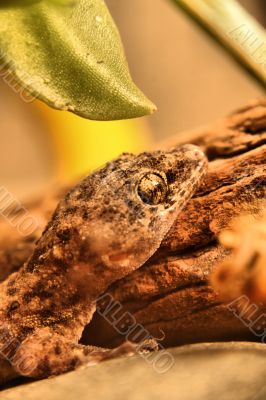 Lizard Lizard