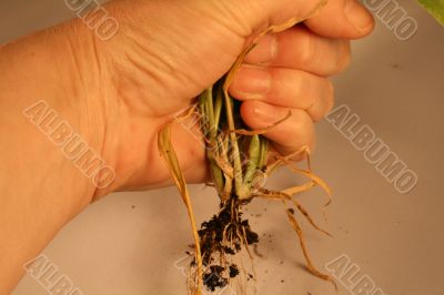 Roots Roots