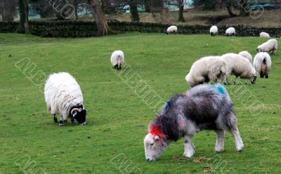 Marked Sheep